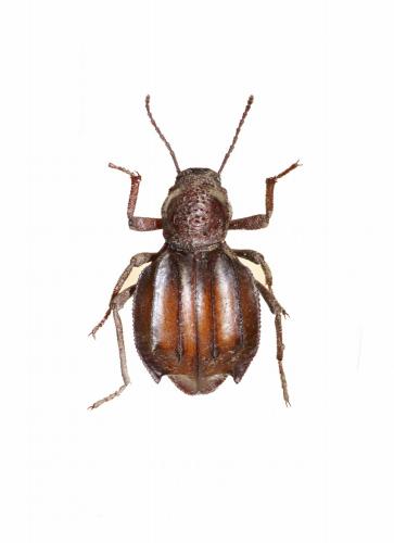 Réf. 221 589 : Euphrynus spinithorax